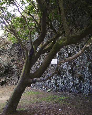 Árbol Santo: Garoé - Der heilige (Wasser-) Baum