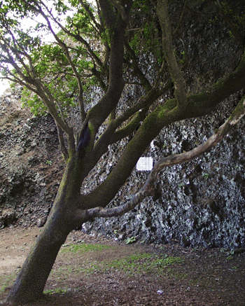 rbol Santo: Garo - Der heilige (Wasser-) Baum