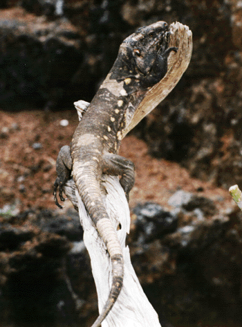 Lagarto Gigante de Salmor