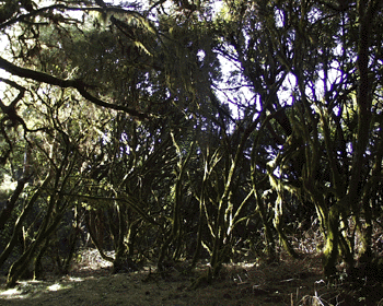 Fayal Brezal Bosque  -  Fayal Brezal Wald